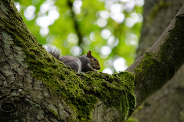 squirrel on a tree
