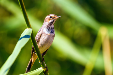 Cute little bird. Nature background. Common bird: Bluethroat.