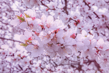 cherry blossoms, sppring seasonal background with white flowers, small flowers, close up photo