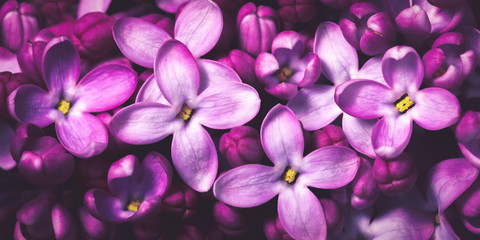 Banner Of Purple Lilac Flowers Background