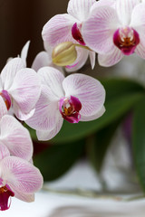 Fototapeta na wymiar Blossom orchid flower