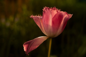 Tulip spring flower close-up macro photography