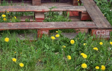 Old Wooden Pallet Laying in Field of Dandelion Flowers