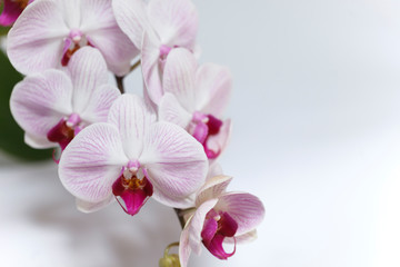 Naklejka na ściany i meble Blossom orchid flower
