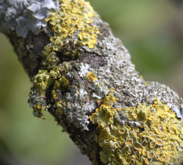 mousse ,lichen sur tronc d'arbre ,macro