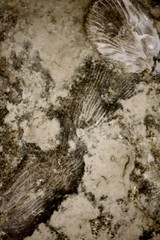 Exposed Fossil Beds Along Ohio River Near Louisville, Kentucky