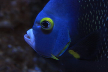 Aquarium in Cincinnati, Ohio 