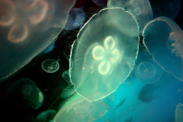 Obraz premium Aquarium in Cincinnati, Ohio 