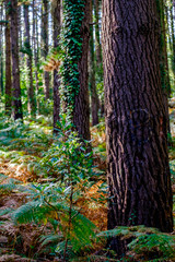 Matxixaco forest, Basque Counrty, Spain