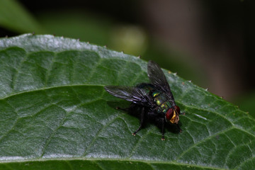 fly on leaf