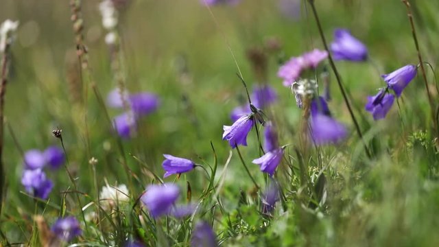 Abstract background of Alpine flowers bluebell.