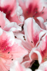 Close Up of Pretty Pink Carnation Style Flowers and Petals