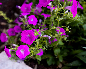 Magenta Flowers