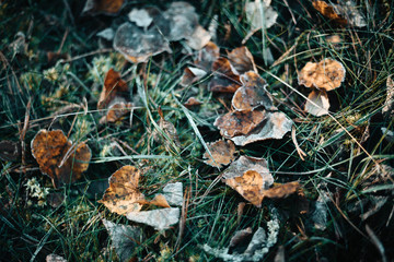 Frozen leaves 