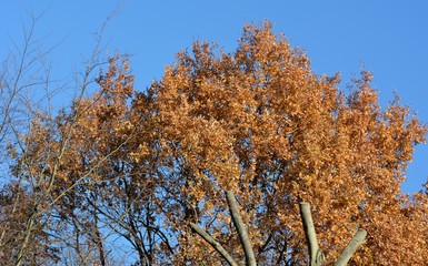 Autumnal Impressions from Great Tiergarten at the big star in Berlin Mitte on November 28, 2016, Germany