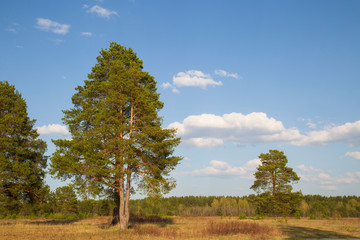 Beautiful spring landscape of pine on the field.