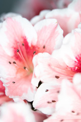 Fototapeta na wymiar Close Up of Pretty Pink Carnation Style Flowers and Petals