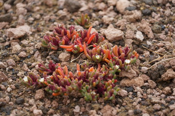 Close up with Madeira specific vegetation in a summer sunny day