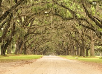 A long tunnel roadway leading through the property of Wormsloe is line with ancient LIVE OAK TREES cover with Spanish moss, Live Oak Avenue and Entrance Gate , Spring in Savannah, Georgia USA.