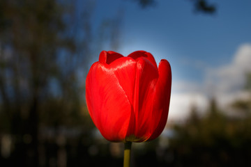 red tulip