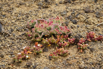 Close up with Madeira specific vegetation in a summer sunny day
