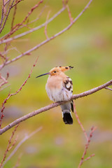 Hoopoe on branch. Bird: Eurasian Hoopoe. Upupa epops. Green nature background.