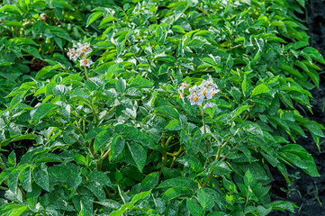 blossoming potato plants in a potato field irrigated watering plant in a mountain valley