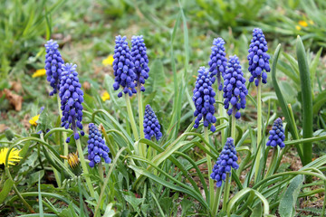 Blue flowers of grape hyacinth or Muscari among the green grass in garden