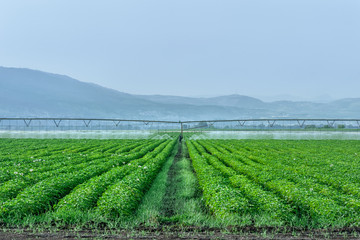 Fototapeta na wymiar blossoming potato plants in a potato field irrigated watering plant in a mountain valley