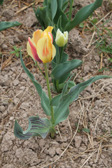 Obraz premium Red-yellow tulip flower with green leaves in garden. Cultivar Compostella from Greigii Group