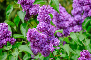 purple lilac in front of green background