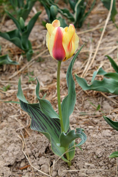 Red-yellow tulip flower with green leaves in garden. Cultivar Compostella from Greigii Group