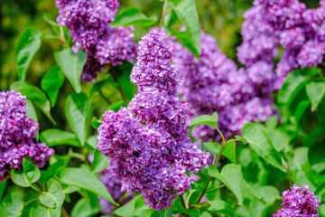 purple lilac in front of green background
