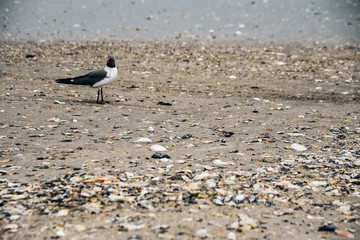Edisto Island in South Carolina 