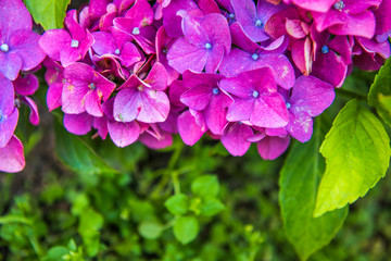 Purple Hydrangea flower or Hydrangea macrophylla n a garden