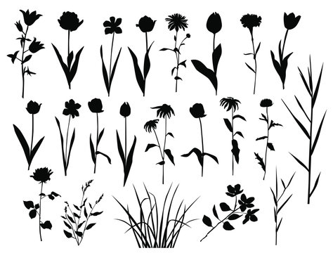 Collection of flower silhouettes, rose, Tulip, Daisy, bell, dandelion, chrysanthemum, iris, wild flower, grass, leaves, black color, isolated on white background