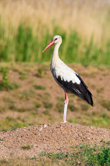 Stork. Nature background.