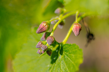 spring flower in my summer season garden