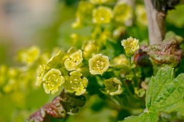 spring flower in my summer season garden