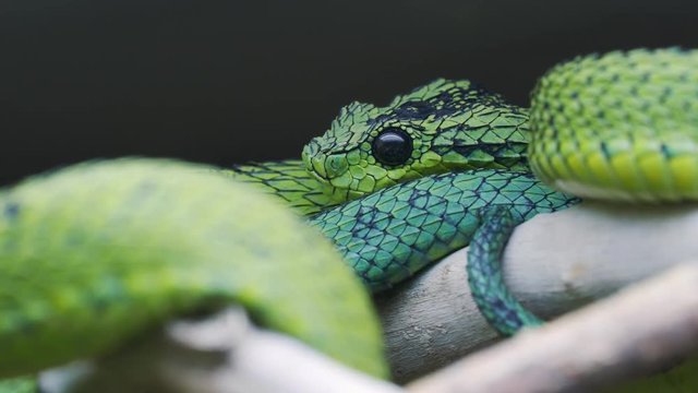 Great Lakes bush viper (Atheris nitschei) is twisted around the branch.