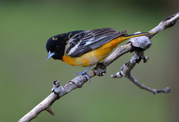 Baltimore Oriole