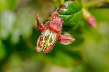 spring flower in my summer season garden