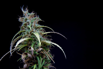 Passion #1 Cannabis Weed Marijuana Plant Bud in Black Background