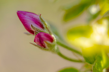 spring flower in my summer season garden
