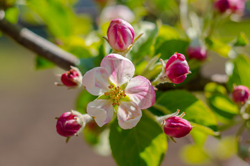 Obraz premium spring flower in my summer season garden