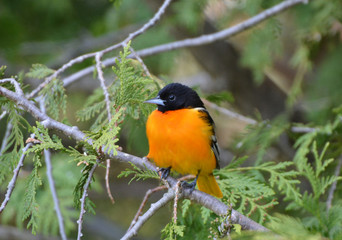 Baltimore Oriole