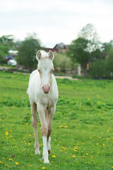 Obraz na płótnie Canvas pony cream foal coming to us in green grass meadow