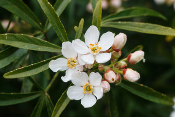 White mexican orange blossom flowers in a garden during spring