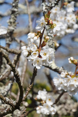 White flowers of cherry tree in an orchard during spring