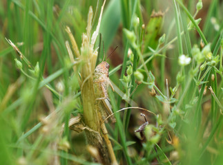 grasshopper in grass